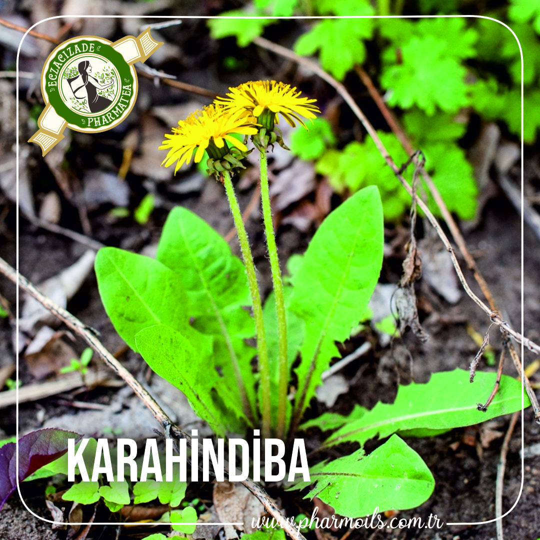 KARAHİNDİBA PHARMOİLS BİTKİSEL -FİTOTERAPİNİN BİLİMLE VE SANATLA ...